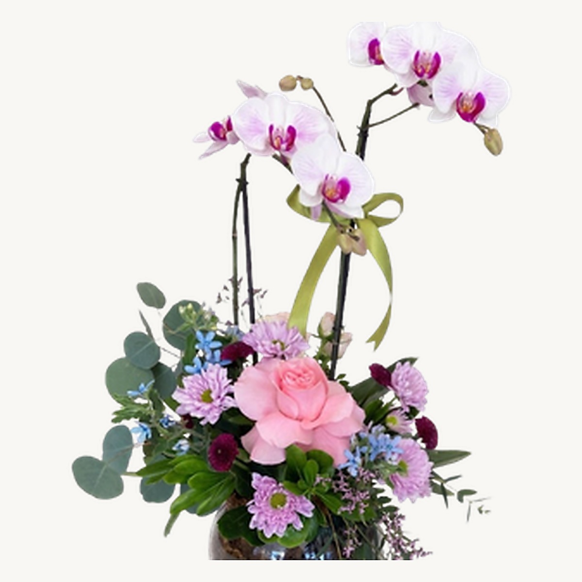 Phalenopsis Orchid - Image 2